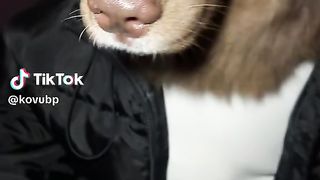 dogtok!
