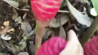 Touching the Butter Ginger Plant: Safe or Surprising? ????