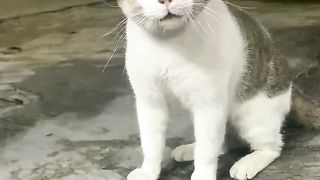 Funy Cat