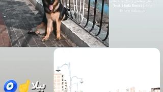 كلاب وقطط وحيوانات