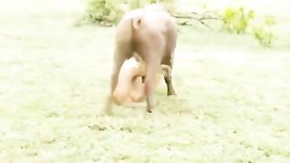Loins hunting videos