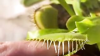 Dangerous hunting plants