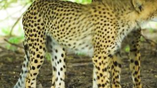Amazing Wildlife of Botswana - 8K Nature Documentary Film (with music)
