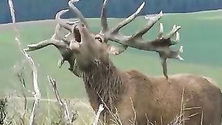 Red stag roaring