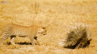 Unlucky! Unexpected Ending For Leopard Risks His Life Hunting Buffalo In Hadzabe Tribe Territory.