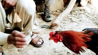 Funny Video: The Coock Fight With Mirror Against his Shape - Febspot #USA #creators #monetization #Creaters #Monetization