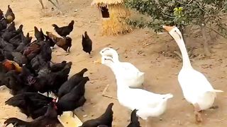 Beautiful chicken farm