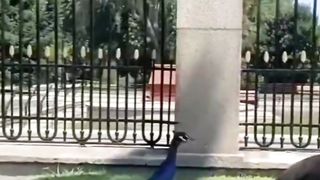que hermoso pavo real