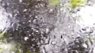 Berikut FUNGSI daun pisang yang ada dikolam pembenihan ikan lele