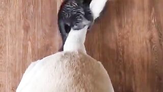 The Battle of the Century - Kitten vs Dog's Tail