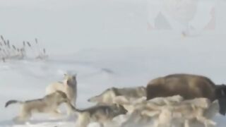 Angry Hippo Crushes Lion's Head And Show It Who's Boss.