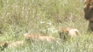 Famille Assad. bébés lions