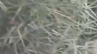 crocodile attack lion
