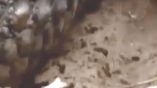crocodile attack