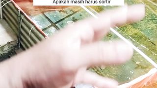 SORTIR ikan lele itu WAJIB bagi kami, terserah anda mau sortir atau tidak hasilnya anda yang rasakan
