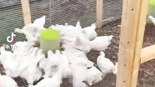 Chickens