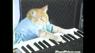 My pet