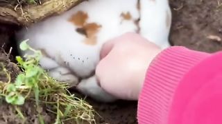 My pet