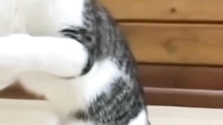 "Laughter guaranteed: a smart cat engages in exciting boxing!"