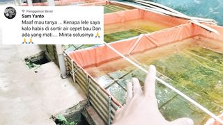 Habis DISORTIR ikan lele BERMASALAH❗Coba flashback cara kalian SORTIR benar atau tidak n❓