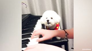 My pet