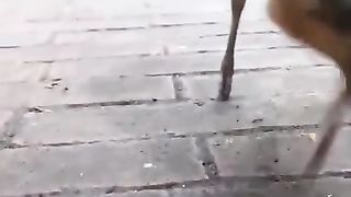 The deer is an unusual animal from Southeast Asia