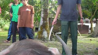 Proses potong kerbau jantan super