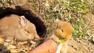 Baby rabbit and mother eat a carrot. A beautiful moment #3278 - #shorts