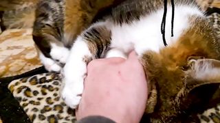 Funny animal videos