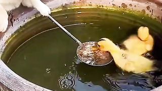 Friendship_ Smatr ducklings & puppy & turtle & pig. A beautiful moment #3277 - #shorts