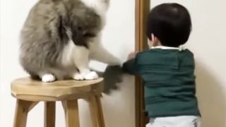 "ضحك مضمون: معركة مثيرة بين قط وطفل!"“Laughter guaranteed: an exciting battle between a cat and a child!”