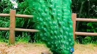 very beautiful type of peacock