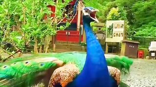 Very beautiful and very stylish peacock