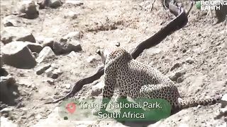 Tiger vs python