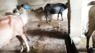 Beautiful animal