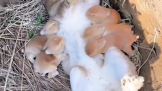 Animals ##Baby rabbits and mother. A beautiful moment