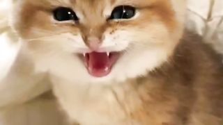 Animals ##Little cats. A beautiful moment