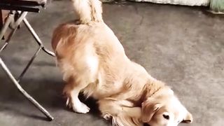 Animals Funny video. A beautiful moment