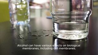 Effects of alcohol on biological membranes: disruption, permeability changes and cellular consequences