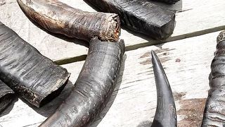 Slaughtered buffalo horn in indonesia