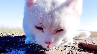 Animals #A beautiful moment in life