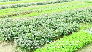 Vegetable culture basics: planting, management and harvesting