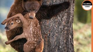 Mother elk rescues her baby from bear