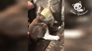 Funny Cats