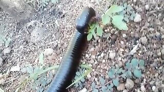 millipede