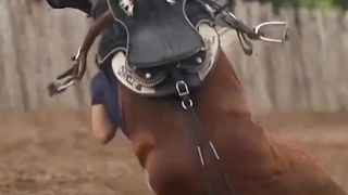 What a beautiful horse