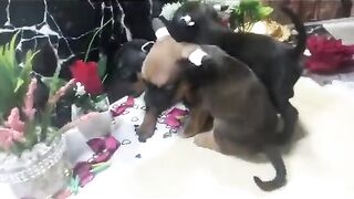 تحتفل بعيد الميلاد. كلاب نادرة قزم صغيرة في الحجم.