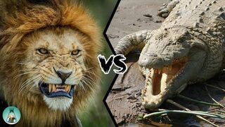 Crocodile attacking two lions