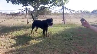 A ferocious dog tied up and playing ball  he is strong