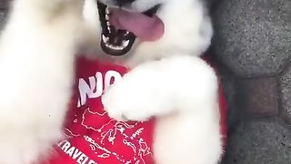 Happiest Husky EVER?!
